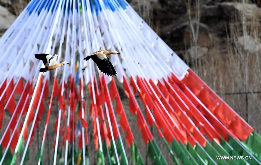 CHINA-TIBET-LHASA-BIRDS (CN)