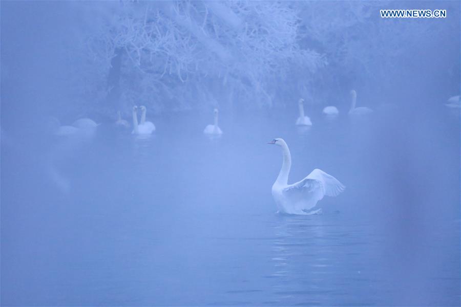 CHINA-XINJIANG-SWAN(CN)