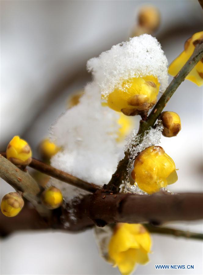 #CHINA-WINTERSWEETS (CN)