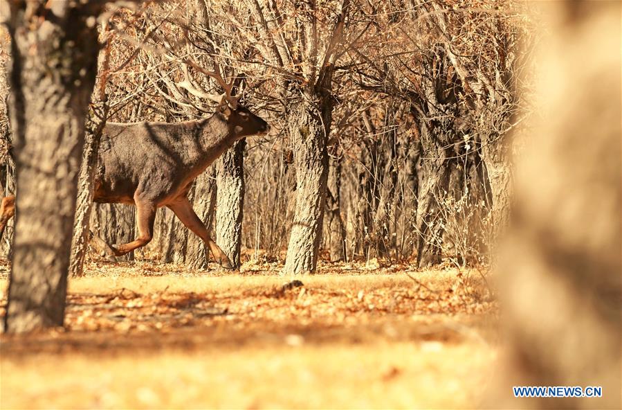 CHINA-TIBET-ANIMALS-WINTER HABITAT (CN)