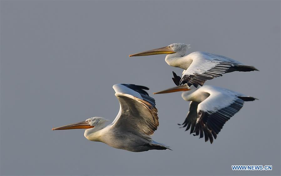 CHINA-FUJIAN-PELICANS-WINTER (CN)