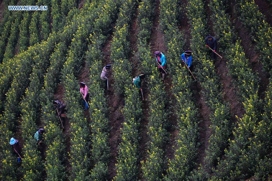 #CHINA-GUIZHOU-DANZHAI-TEA GARDEN (CN)