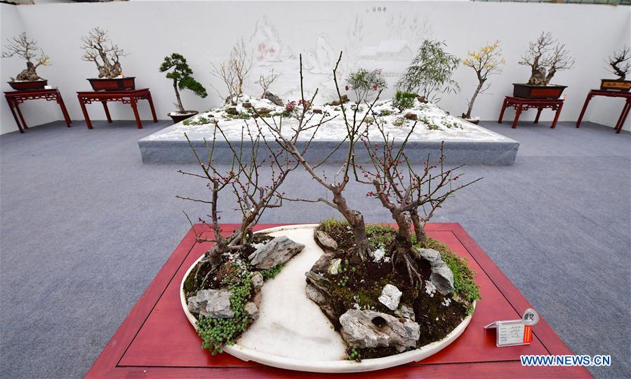 CHINA-ZHENGZHOU-WINTERSWEET-SHOW (CN)