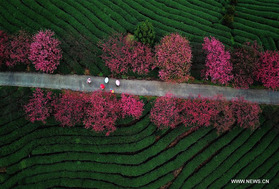 CHINA-FUJIAN-ZHANGPING-CHERRY BLOSSOM (CN)