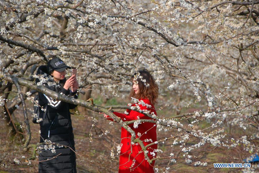 #CHINA-SPRING SCENERY-BLOSSOMS(CN)