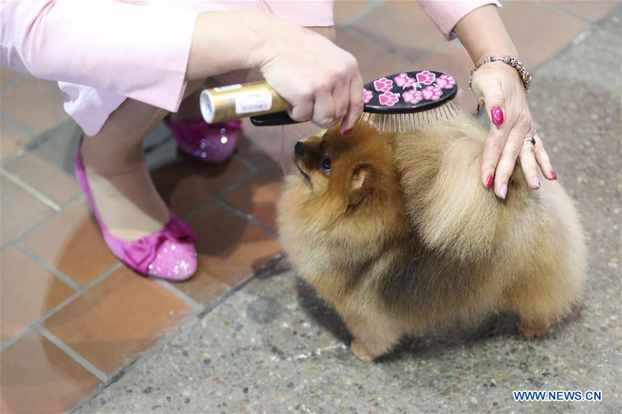 U.S.-NEW YORK-DOG SHOW