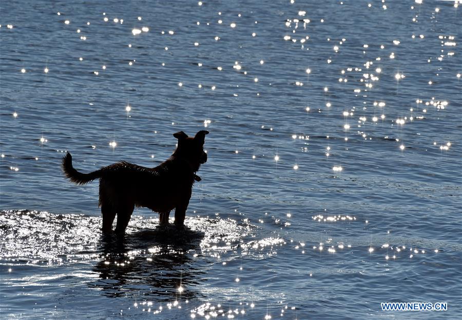 CHINA-YEAR OF DOG-APPROACHING (CN)