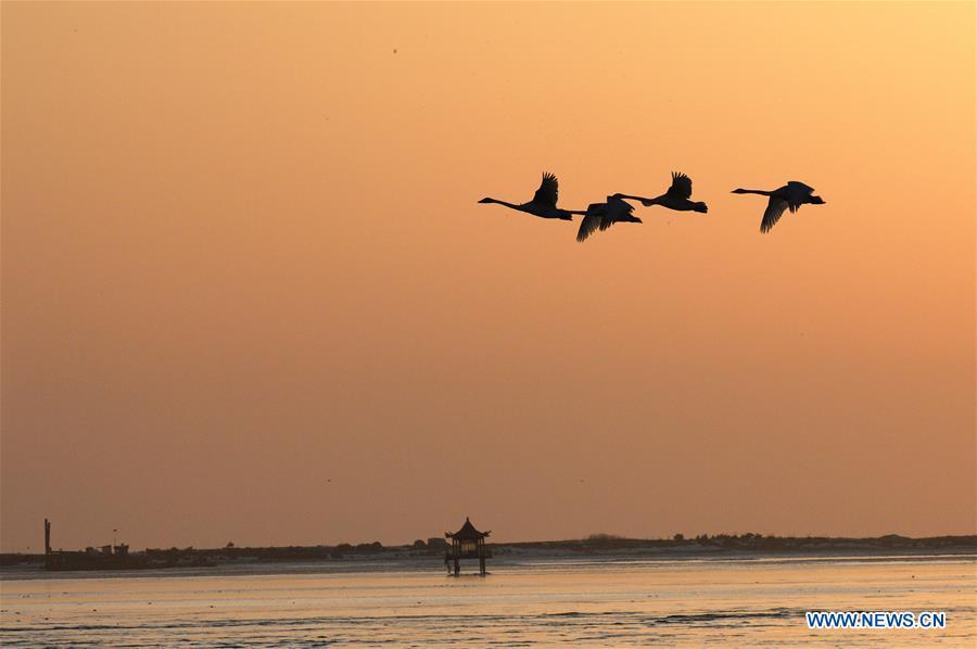 CHINA-SHANDONG-RONGCHENG-SWAN (CN)