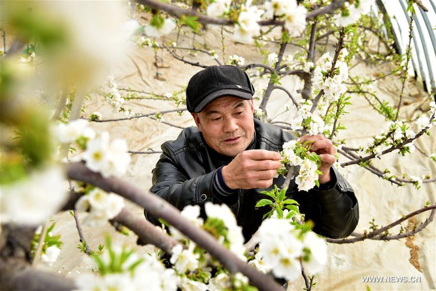 #CHINA-EARLY SPRING-AGRICULTURE (CN)