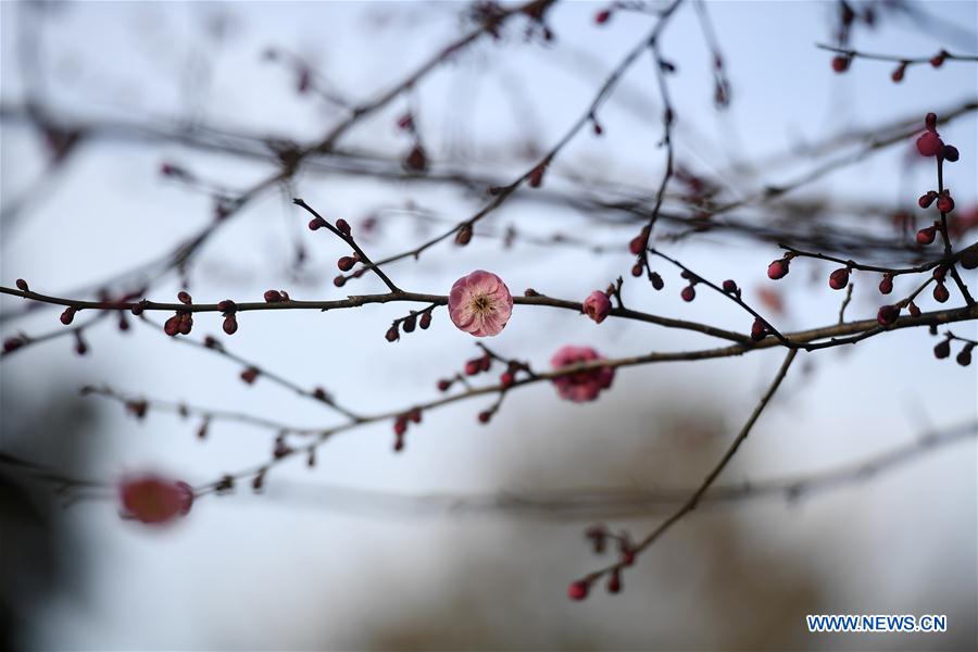 CHINA-ZHEJIANG-HANGZHOU-PLUM-BLOSSOM (CN)