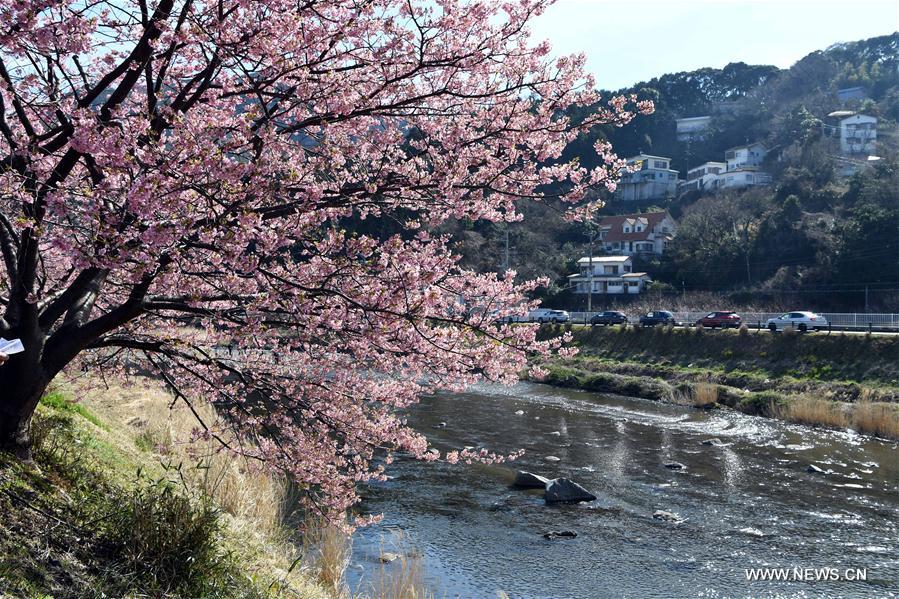 JAPAN-SHIZUOKA-CHERRY BLOSSOMS