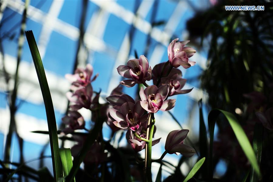 U.S.-NEW YORK-ORCHID SHOW