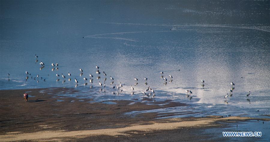 CHINA-YUNNAN-BLACKNECKED CRANE (CN)