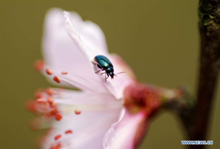 #CHINA-SPRING VIEWS (CN)