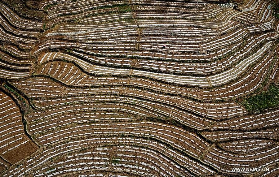 CHINA-GUANGXI-FIELDS-SPRING VIEW(CN)