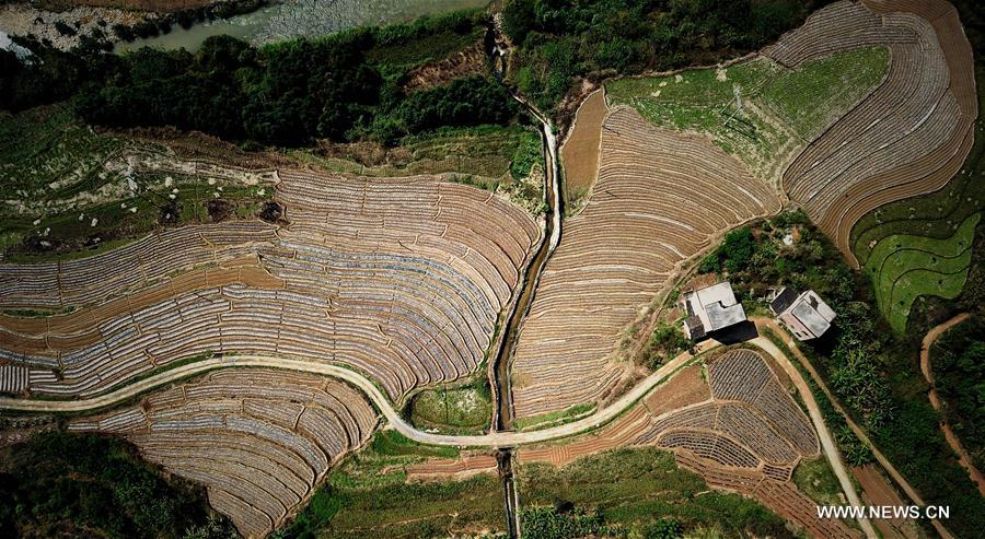 CHINA-GUANGXI-FIELDS-SPRING VIEW(CN)