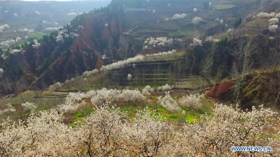 CHINA-SPRING SCENERY-FLOWERS (CN)