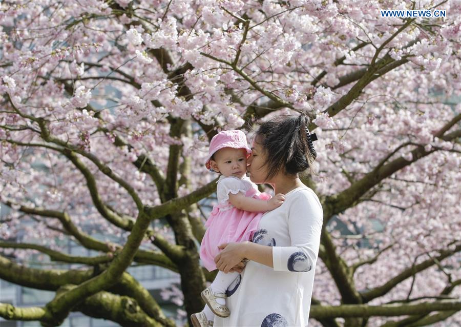 CANADA-VANCOUVER-CHERRY BLOSSOM