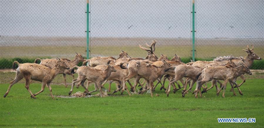 CHINA-WETLAND-WILDLIFE-MILU DEER (CN)