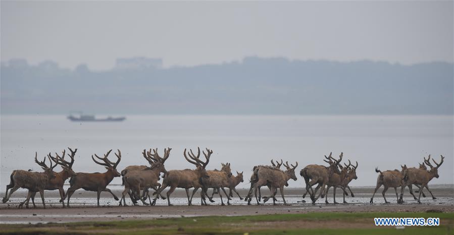 CHINA-WETLAND-WILDLIFE-MILU DEER (CN)