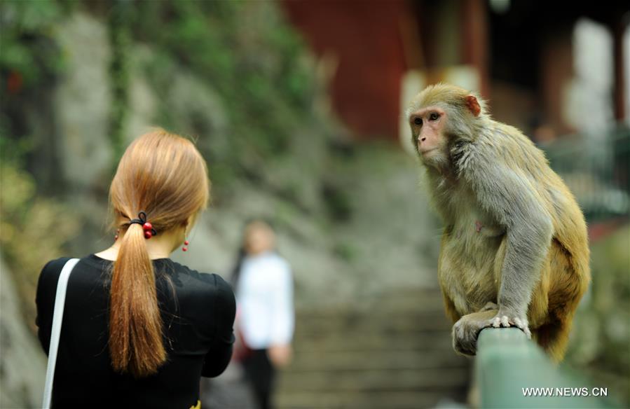 CHINA-GUIZHOU-MACAQUE (CN)