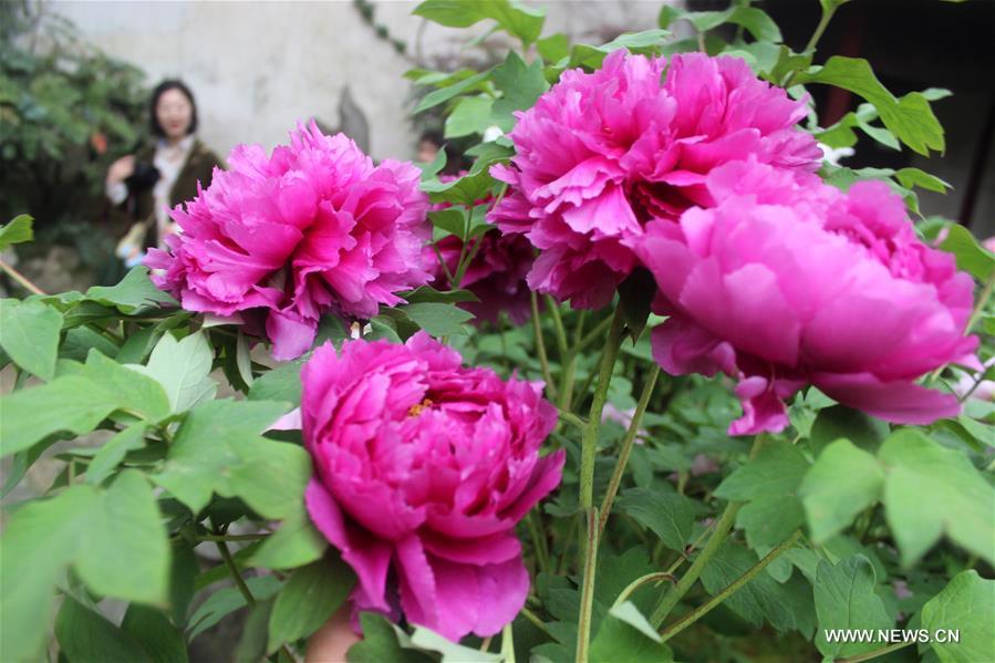 # CHINA-SUZHOU-PEONY(CN)