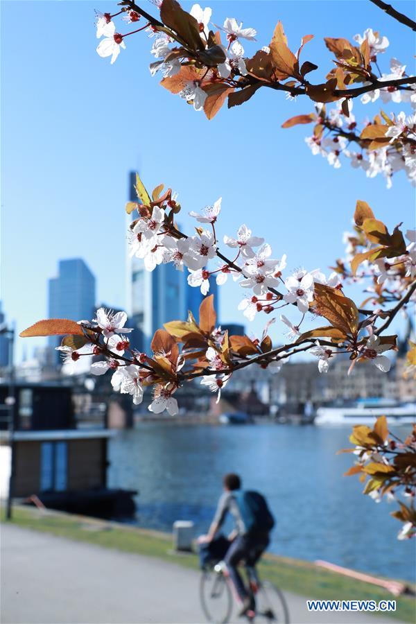 GERMANY-FRANKFURT-SPRING-BLOSSOM