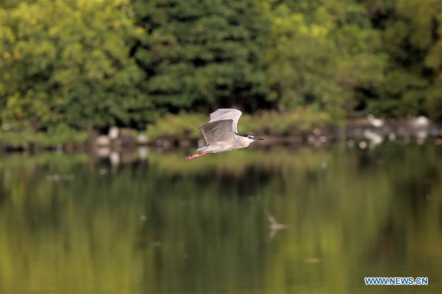 PHILIPPINES-PARANAQUE CITY-WETLANDS-BIRDS