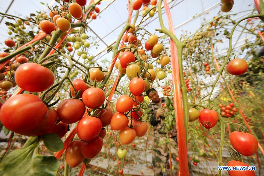 #CHINA-GUYU-FARM WORK(CN)