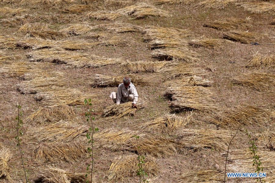 PAKISTAN-PESHAWAR-WHEAT HARVEST