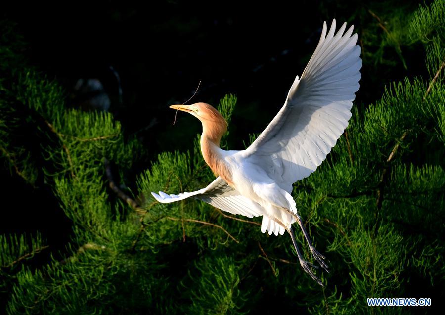 CHINA-HENAN-ENVIRONMENT-EGRET (CN)