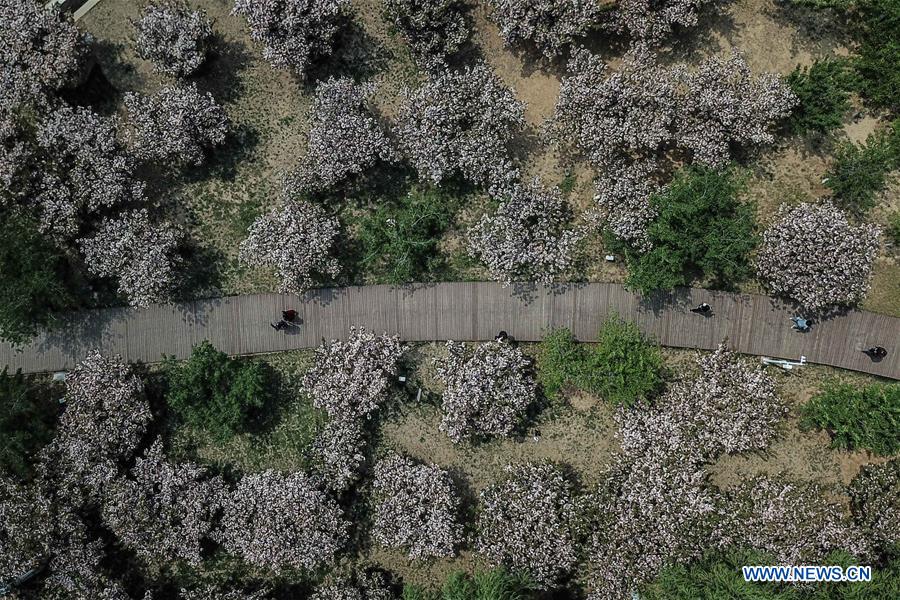 CHINA-DALIAN-CHERRY BLOSSOM(CN)