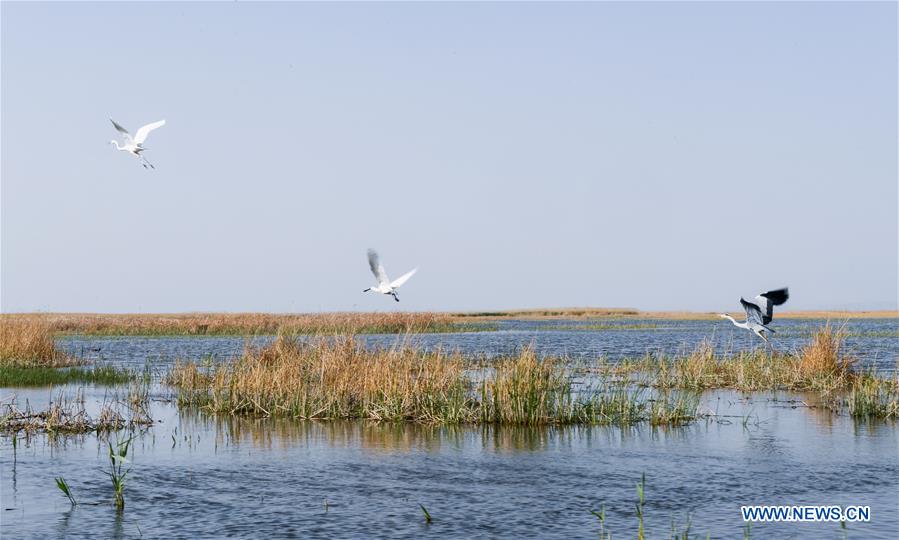 CHINA-INNER MONGOLIA-BAYAN NUR-BIRDS-PROTECTION(CN)