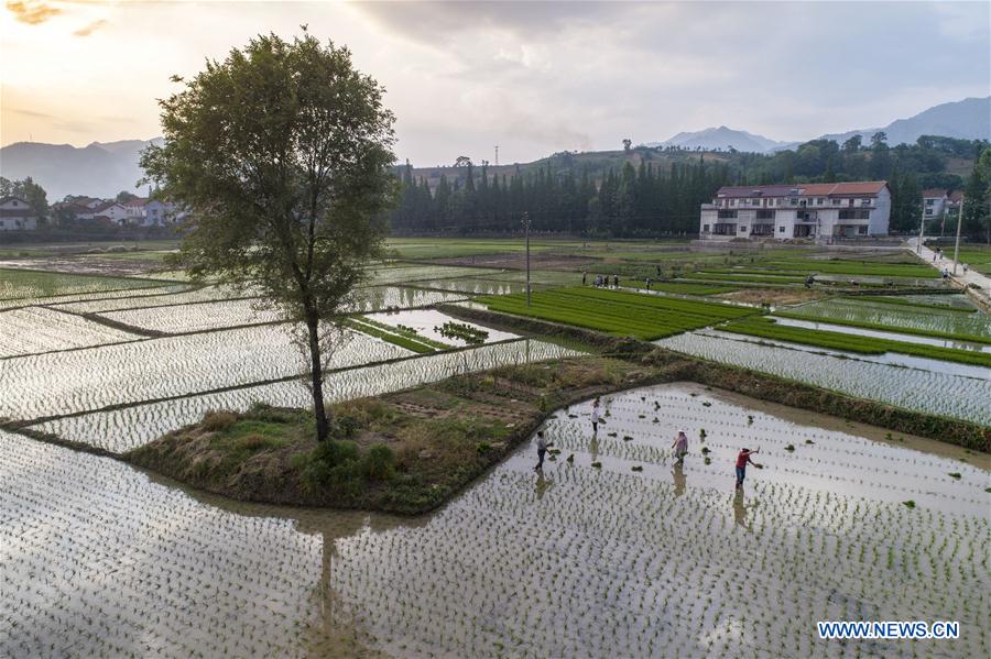 #CHINA-SHAANXI-MIANXIAN COUNTY-PADDY RICE PLANTING (CN*)