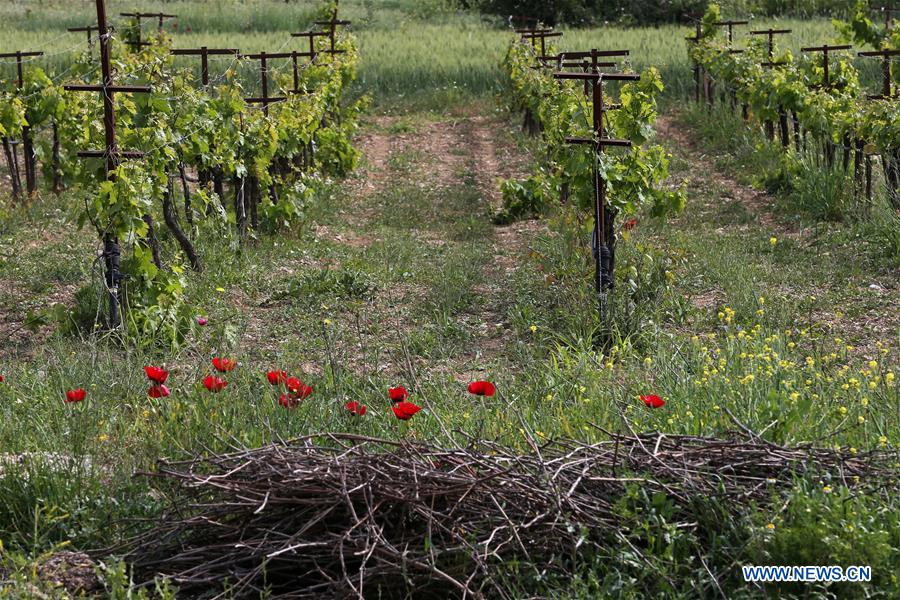 GREECE-CORINTH-AGRICULTURAL-EXTROVERSION