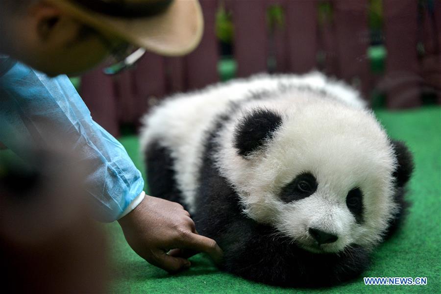 MALAYSIA-KUALA LUMPUR-CHINA-GIANT PANDA CUB-DEBUT