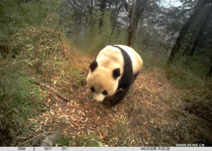 CHINA-GANSU-LONGNAN-WILD GIANT PANDA (CN)