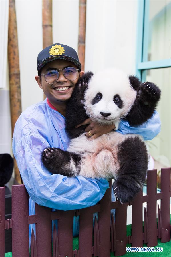 MALAYSIA-KUALA LUMPUR-PANDA-FEEDER