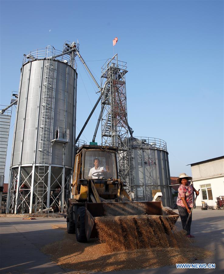 #CHINA-SHANDONG-ZIBO-WHEAT HARVEST (CN) 