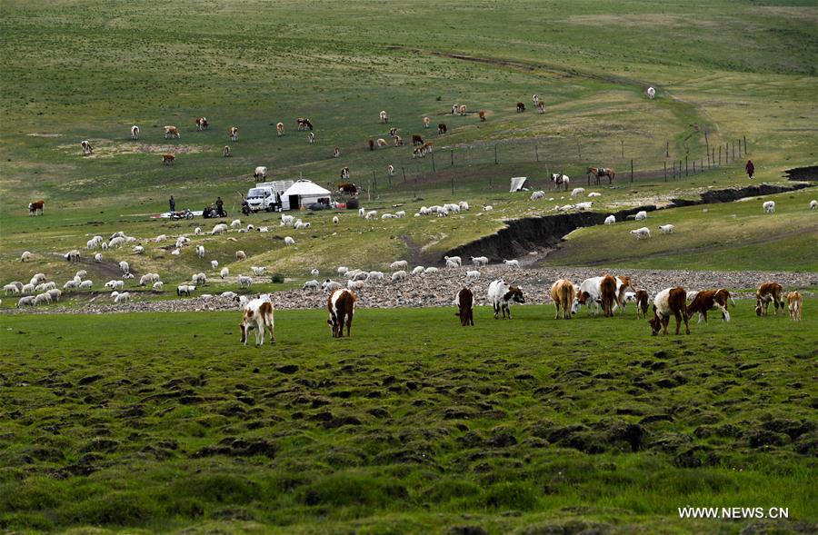 CHINA-INNER MONGOLIA-LIVESTOCK TRANSFER-SUMMER PASTURE (CN)