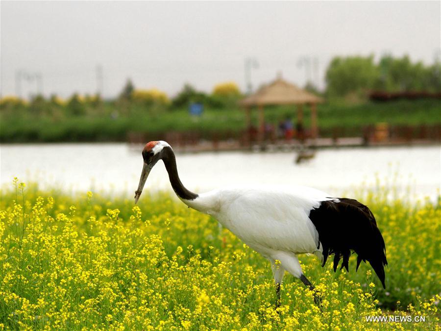 #CHINA-GANSU-ZHANGYE-CRANE (CN)