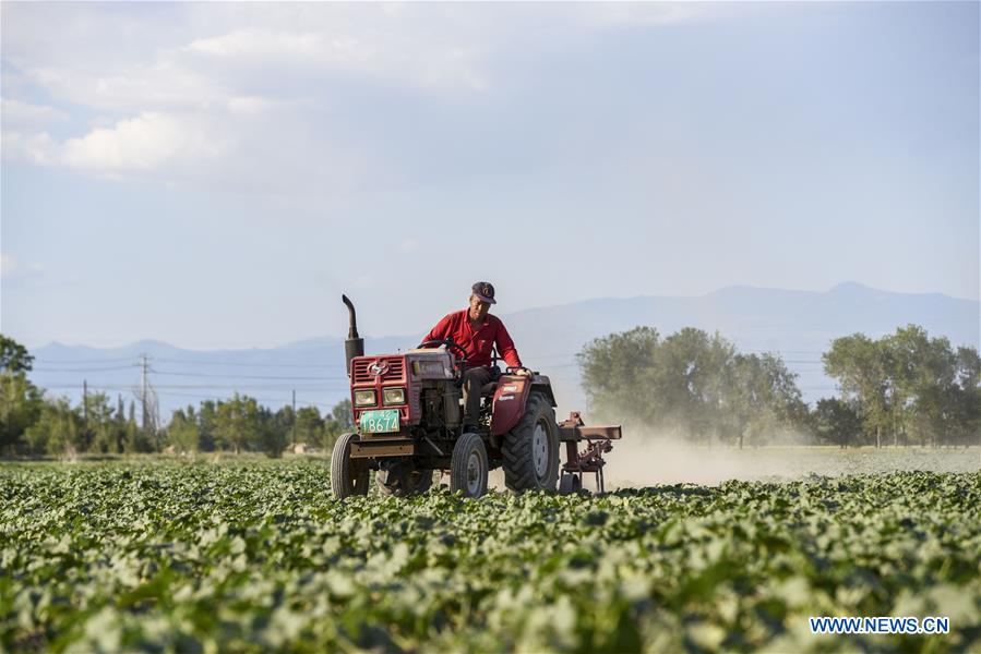 CHINA-XINJIANG-CASH CROPS-PLANTING (CN)