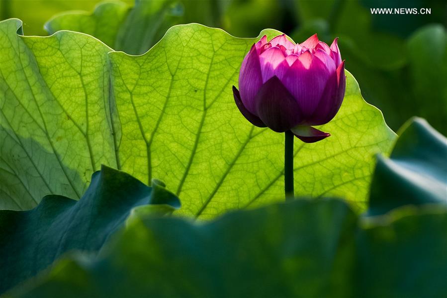 CHINA-ANHUI-TONGLING-LOTUS(CN)