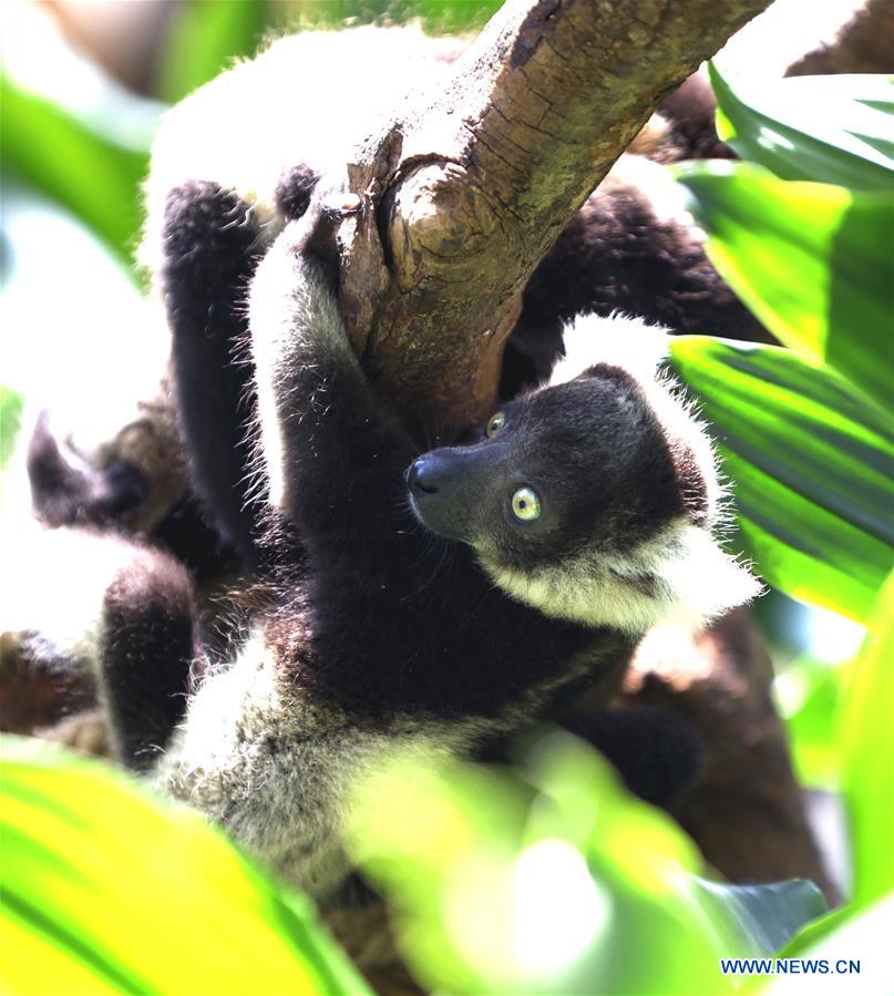 CHINA-GUANGZHOU-CHIMELONG-LEMUR VATIEGATUS-TRIPLETS (CN)