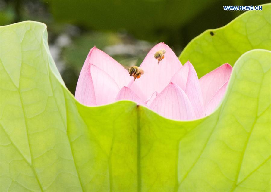 #CHINA-JIANGSU-WUXI-LOTUS(CN)