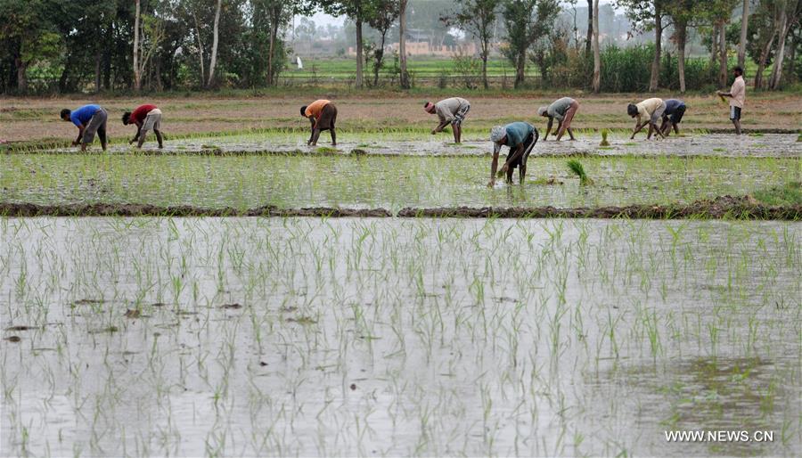 INDIAN-CONTROLLED KASHMIR-RICE SAPLINGS-PLANTING