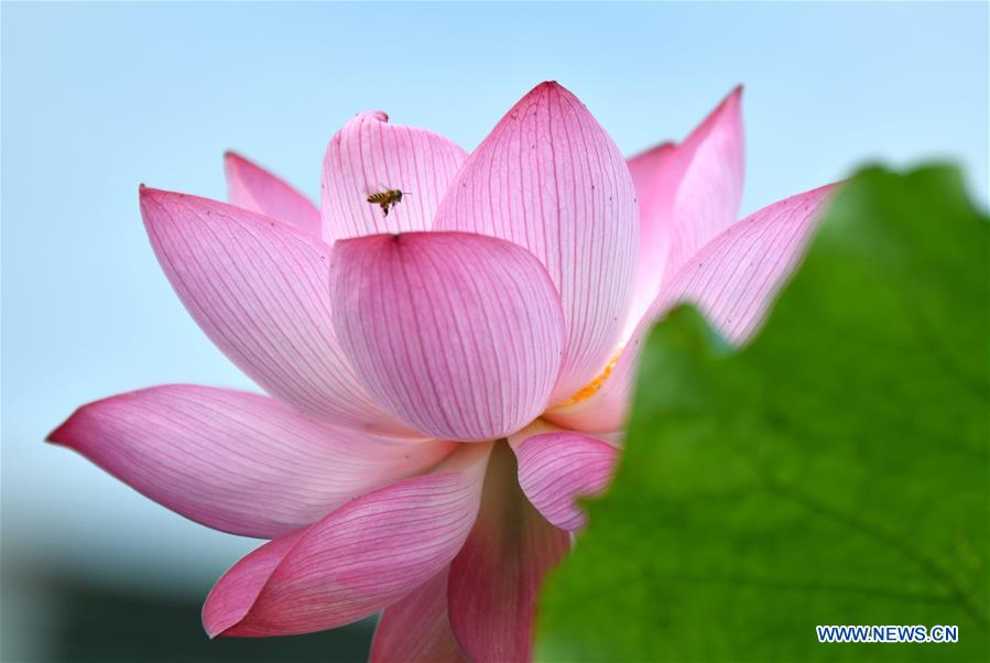 #CHINA-SUMMER-LOTUS FLOWER (CN)