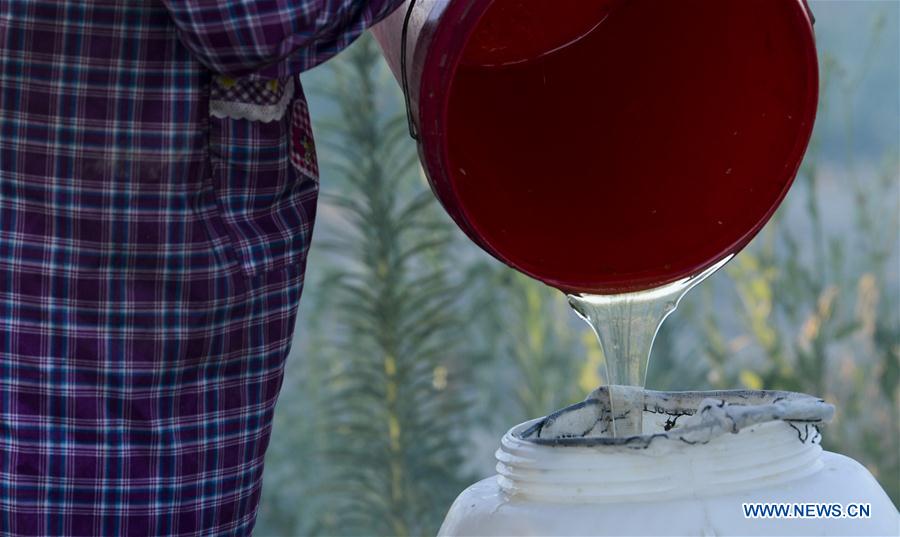 CHINA-XINJIANG-ILI-LAVENDER-BEEKEEPING (CN)