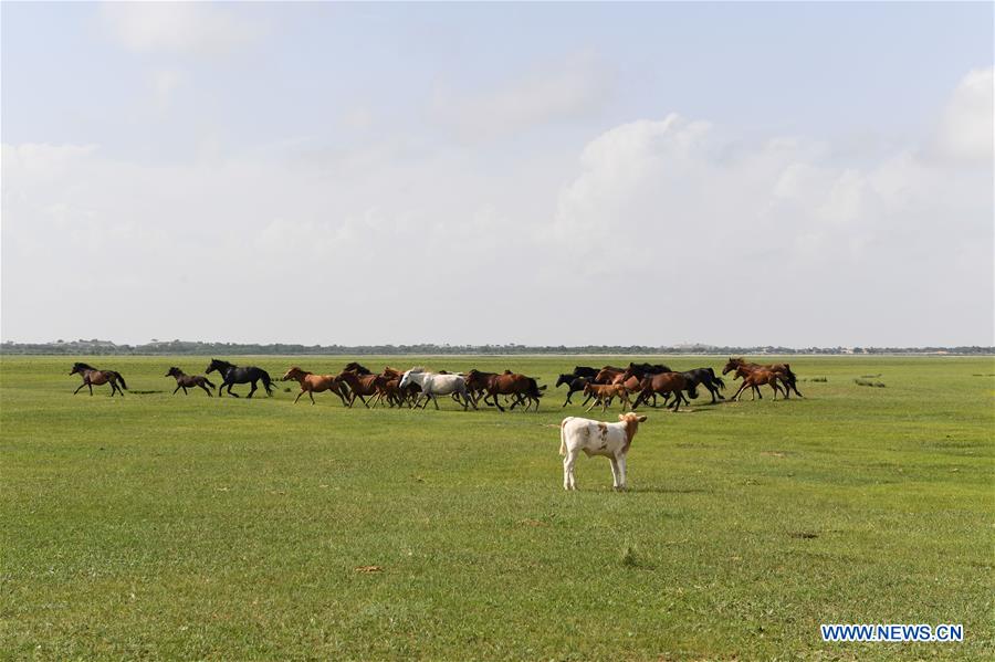 CHINA-INNER MONGOLIA-XILINGOL-GRASSLAND (CN)