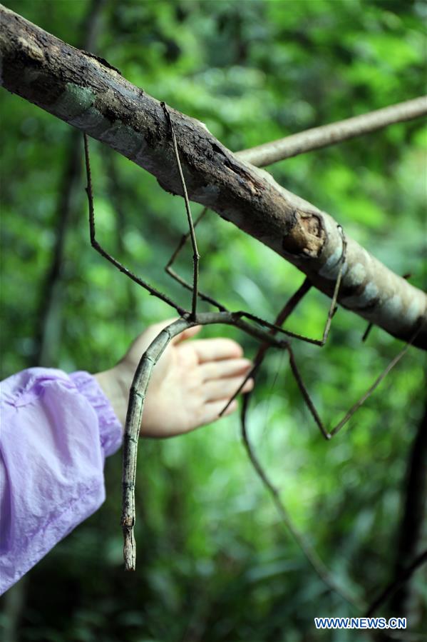 #CHINA-SICHUAN-CHENGDU-STICK INSECT-RELEASE (CN*)